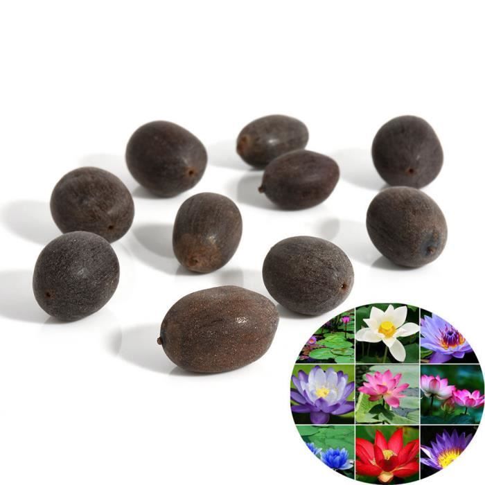 Violet graines de fleurs floraison élevée jardin de bricolage floraison vivace Promotion à prix spécial! 5 graines de nénuphar 10 types mélangés emballés 
