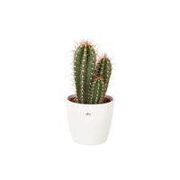 Cactus et plante grasse – Cactus Caripari en pot de fleur blanc comme un ensemble – Hauteur: 50 cm XCCD