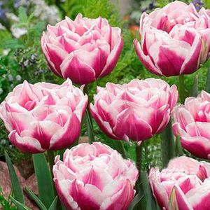 300pcs Sac Graines De Tulipe Dautomne Vibrantes Jardin Graines De Plantes à Fleurs à Croissance Rapide Graine de tulipe 