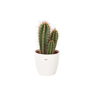 PLANTE POUSSÉE Cactus et plante grasse – Cactus Caripari en pot de fleur blanc comme un ensemble – Hauteur: 50 cm XCCD