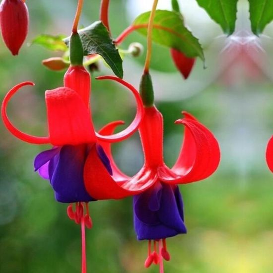 10 Pcs Fuchsia Graines Lanterne Fleurs Semences Décor Jardin Plantes Monde,fr