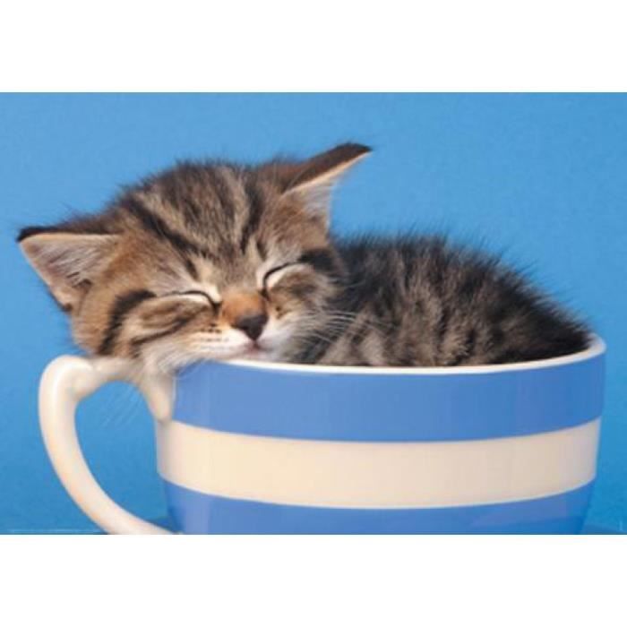 Chats Poster Tasse Petit Chat 61 X 91 Cm Achat Vente Affiche Poster Cdiscount Chats Poster Tasse Petit Chat 61 X 91 Cm Achat Vente Affiche Poster Cdiscount