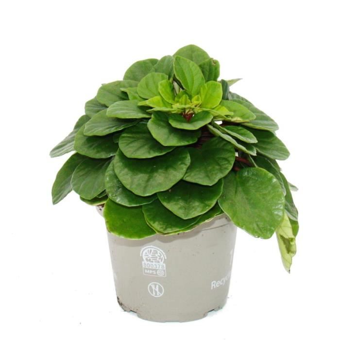 Exotenherz – Plante D'intérieur Peperomia 'Jewel' – Poivre Nain à Feuilles Colorées Dans Pot 12 Cm