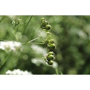 GRAINE - SEMENCE 300 Graines de Coriandre - plantes aromatique jardins fleurs - semences paysannes A238