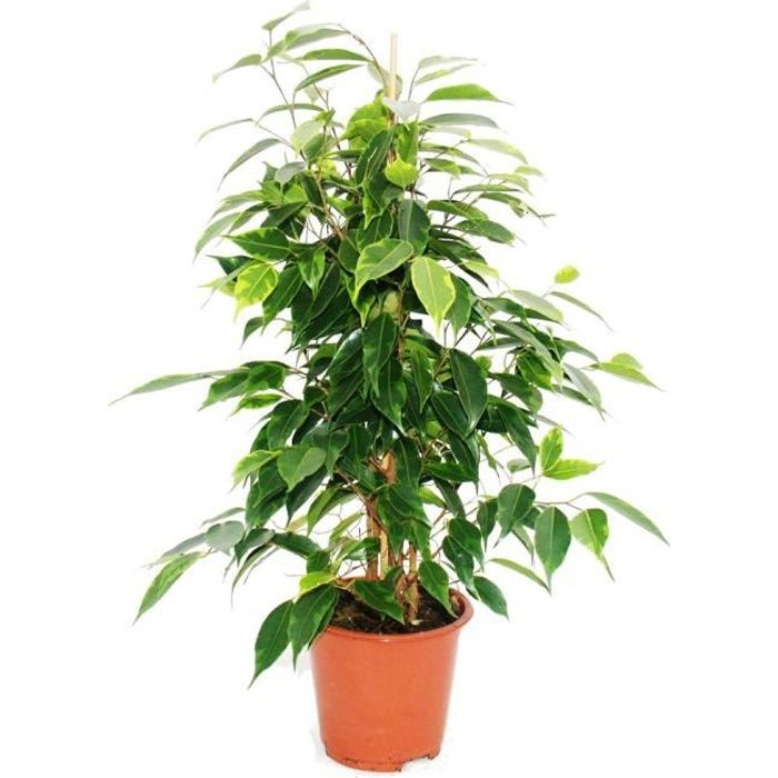 Ficus benjamini -Anastasia-, bouleau figue 14cm