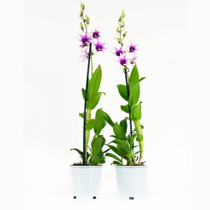 Duo Orchidée Fleur Blanche et Violette |2 Orchidées Dendrobium | Plante  interieur | Hauteur 55 cm | Pot 11 cm | Entretien facile - Cdiscount Maison