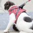 Gilet Rembourre Avec Harnais Pour Chat Avec Laisse Ajustable Pour Chat Qui Marche Rouge Xs La Fantaisie Achat Vente Harnais Animal Gilet Rembourre Avec Harnais P Cdiscount Gilet Rembourre Avec Harnais Pour Chat Avec Laisse Ajustable Pour Chat Qui Marche Rouge Xs La Fantaisie Achat Vente Harnais Animal Gilet Rembourre Avec Harnais P Cdiscount