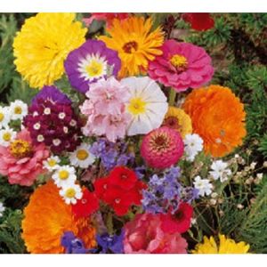 GRAINE - SEMENCE 50 graines de fleurs a couper fleurs cornues et d'autres moins cornues semance jardin coloré massif 