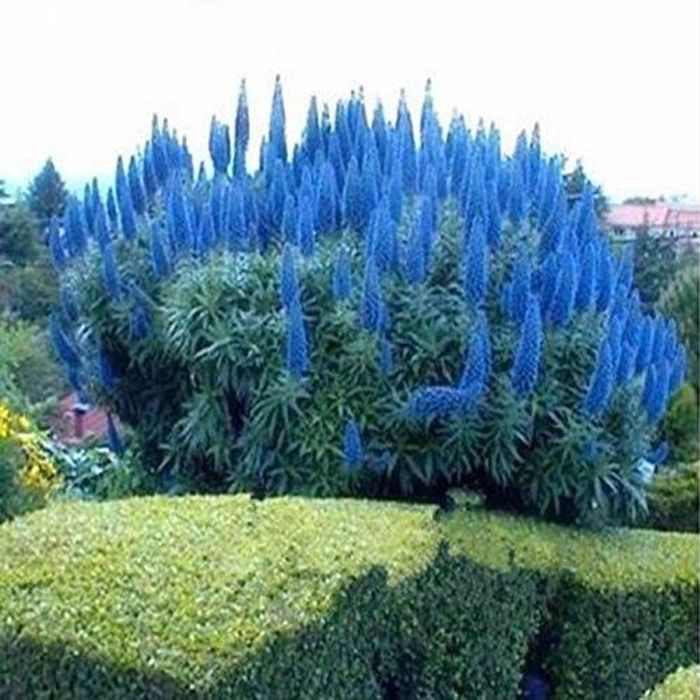 Herbe Pampas Cortaderia Selloana Graines Rare Fleur Pour Maison Jardin  Décor 1000pcs, Couleur Bleu - Cdiscount Jardin