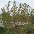 15m * 7m Filet de volière Anti-oiseaux Maille Noir Protection pour Plante Légume Fruit Étang Jardin-3