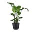 Arbre Dintérieur De Botanicly Oiseau Du Paradis En Pot De Fleur Noir Comme Un Ensemble Hauteur 110 Cm Plante Naturelle