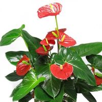 Anthurium andreanum rouge