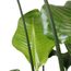 Arbre Dintérieur De Botanicly Oiseau Du Paradis En Pot De Fleur Noir Comme Un Ensemble Hauteur 110 Cm Plante Naturelle