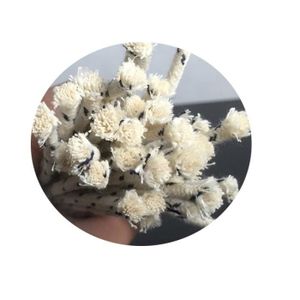 Mèche Pour Lampe à Huile - Canada