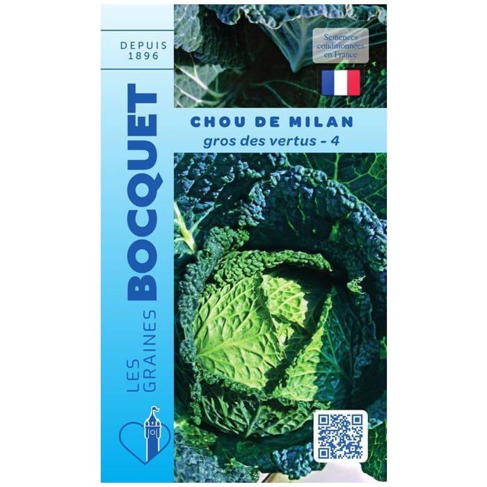 Graine - Semence - Chou de Milan gros des vertus-4