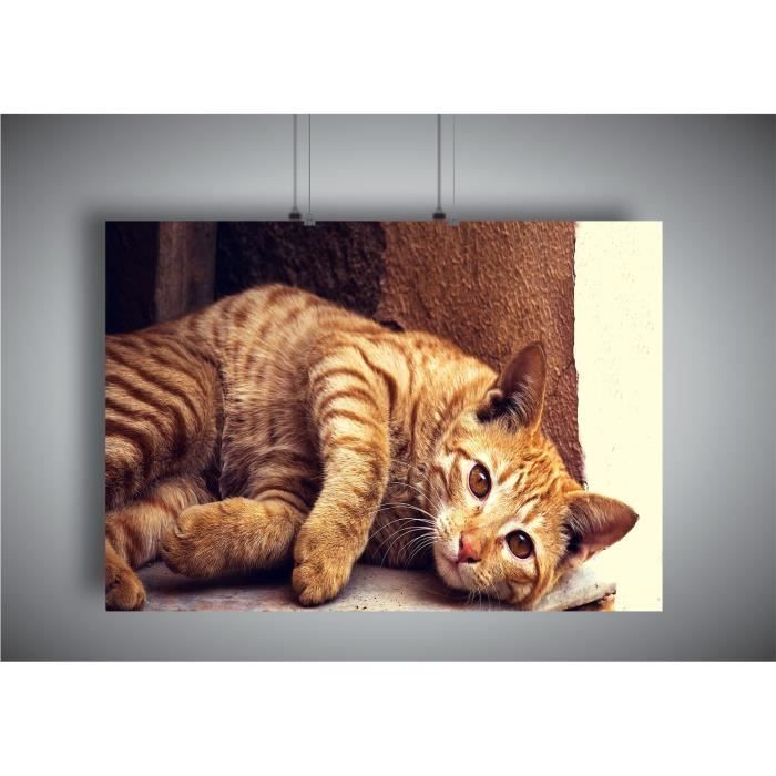 Poster Chat De Gouttiere Caramel Zebre Couchea4 21x29 7cm Cdiscount