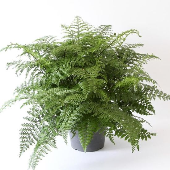 Plante D Interieur De Botanicly La Fougere Nid D Oiseau Hauteur 50 Cm Asplenium Parvati Plante Naturelle Cdiscount Jardin