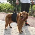Dioche Support de chien Harnais de rééducation de levage et d'assistance pour chien noir avec poignée pour aide canine (XL)-0