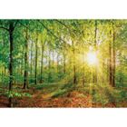 WALLARENA Papier Peint Intissé Foret 368x254 cm Vert Nature Panoramique Chambre Salon Photo Non Tissé Muraux Trompe l'oeil