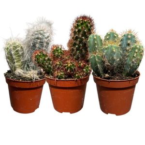 PLANTE POUSSÉE Lot 3 Cactus en pot de 8 cm (A)
