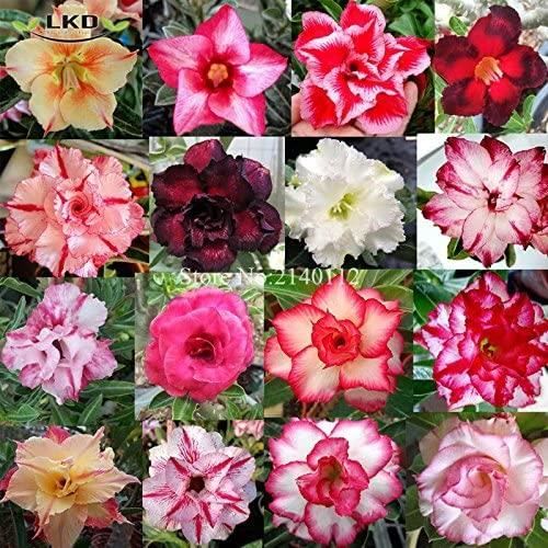Graines Rose Du Désert - Adenium Obesum - 8 Graines + Substrat Coco - Plante Succulente à Caudex - Fleurs Roses - Culture Intérieur - 11