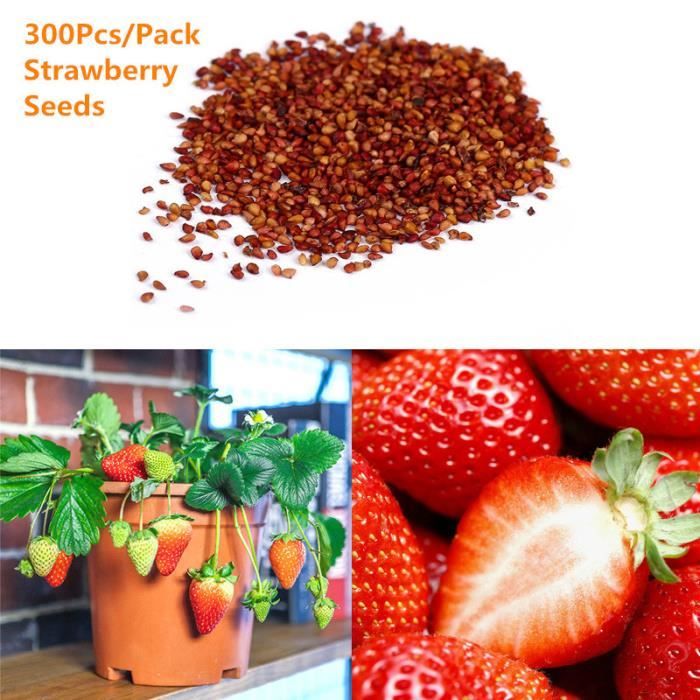 300pcs / pack super grande fraise graines maison jardin rouge couleur douce fruit délicieux - BOH