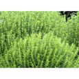 300 Graines de Sarriette - plante aromatique médicinale- jardin méthode BIO-1