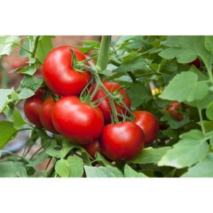 GRAINE - SEMENCE 25 Graines de Tomate Merveille des Marchés - légum