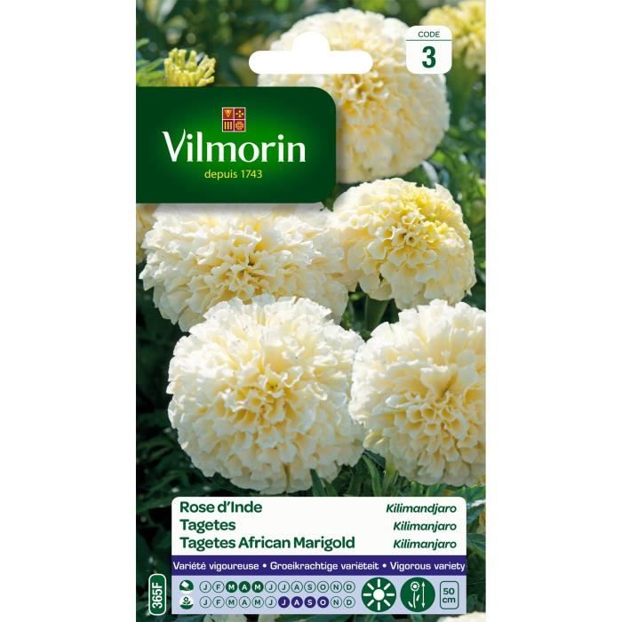 Rose d'Inde Kilimandjaro blanche - VILMORIN - Plante fleurie - Fleurs - Eté