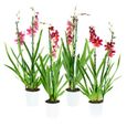 Orchidées – 4 × Orchidée Cambria – Hauteur: 60 cm, 2 pousses, fleurs rouges X7CD-0