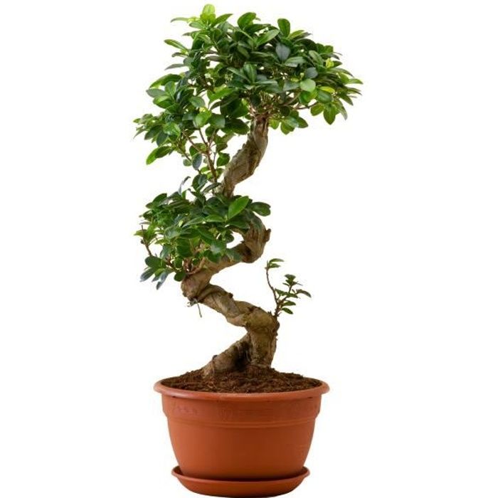 Ficus Ginseng Bonsai | Plante verte | Plante d'intérieur | Hauteur 70 cm | Pot 27 cm | Entretien facile
