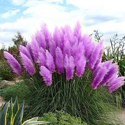 Herbe Pampas Cortaderia Selloana Graines Rare Fleur Pour Maison Jardin Décor 1000pcs, Couleur Violet