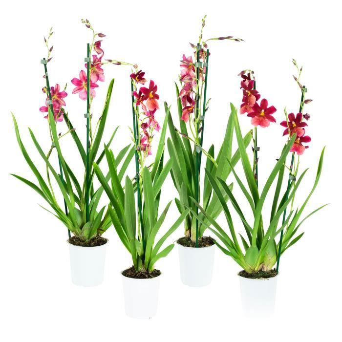 Orchidées – 4 × Orchidée Cambria – Hauteur: 60 cm, 2 pousses, fleurs rouges X7CD
