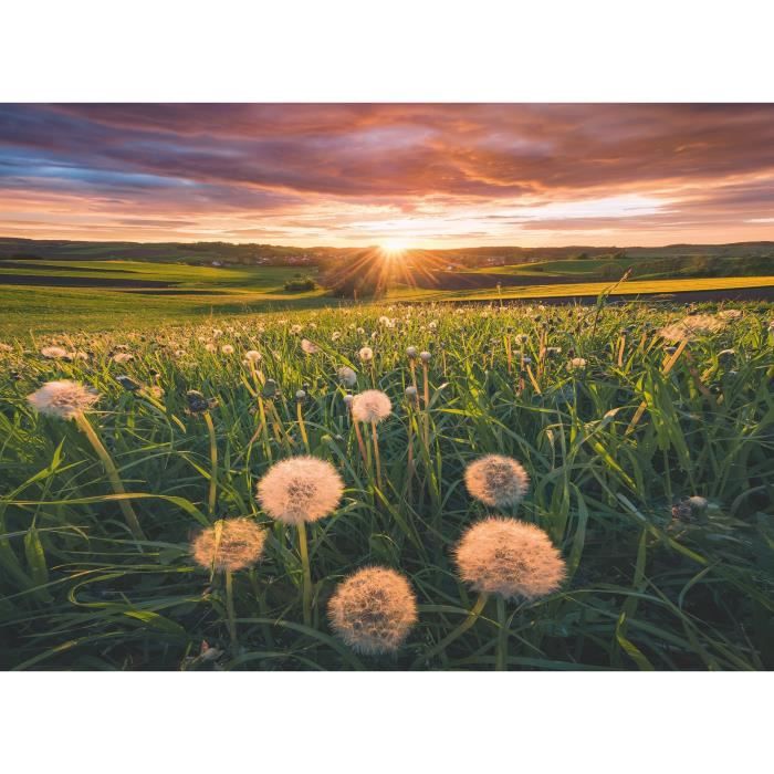 Puzzle 500 pièces : Pissenlits au crépuscule Ravensburger France