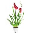 Orchidées – 4 × Orchidée Cambria – Hauteur: 60 cm, 2 pousses, fleurs rouges X7CD-1