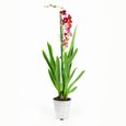 Orchidées – 4 × Orchidée Cambria – Hauteur: 60 cm, 2 pousses, fleurs rouges X7CD-2