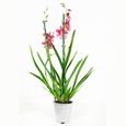 Orchidées – 4 × Orchidée Cambria – Hauteur: 60 cm, 2 pousses, fleurs rouges X7CD-3
