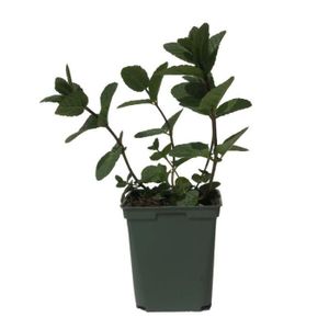 PLANTE POUSSÉE Plant Menthe Marocaine Pot de 1,5L