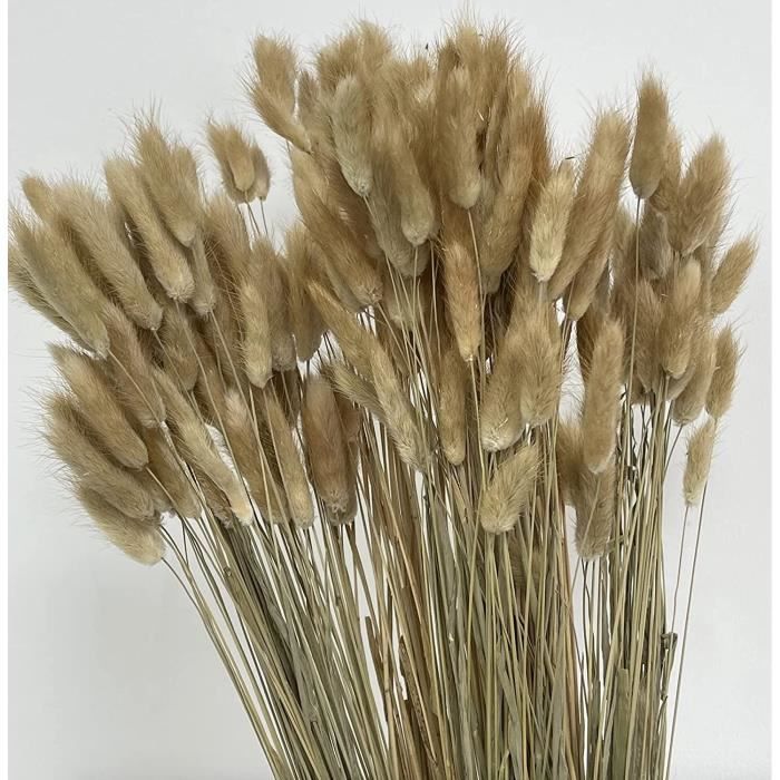 Bouquet de fleurs séchées en forme de queue de lapin herbe de lagurus séchée décoration sur