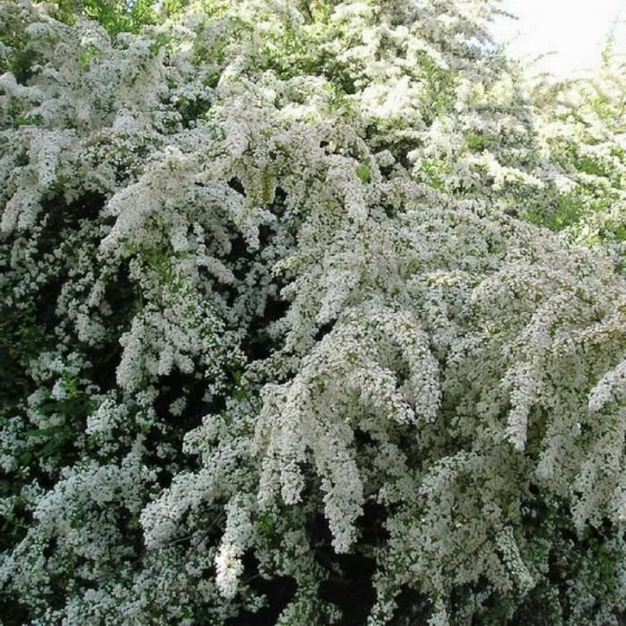 Pyracantha Pyracantha Coccinea Mohave Jeune Plant En Godet 13 25 Cm Achat Vente Arbre Buisson Pyracantha Pyracantha Cdiscount