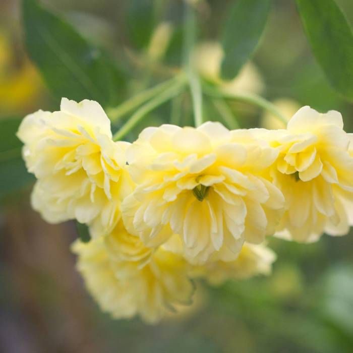 Rosier liane Banksiae Lutea - BELLEVUE DISTRIBUTION - Pot de 3L - Fleurs jaunes - Grimpante