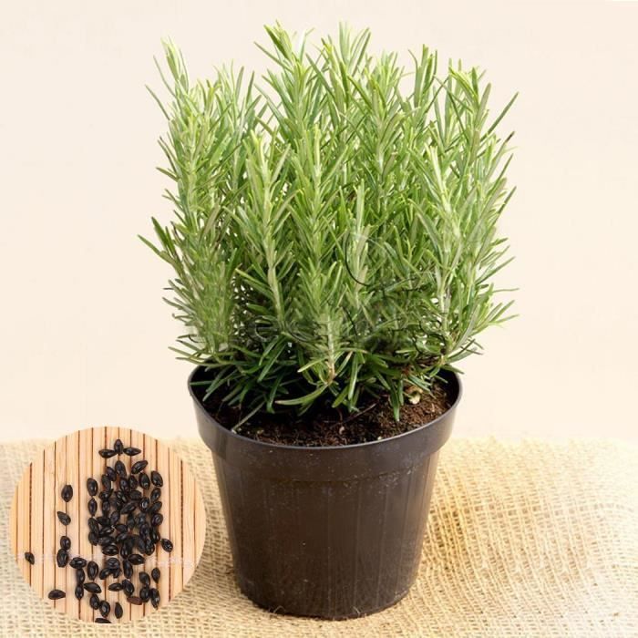 Graines De Romarin Bio SAFLAX - 40 Graines - Rosmarinus Officinalis - Pour Jardin Ou Pot