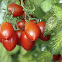 35 Graines de Tomate Roma - légume ancien - méthode BIO