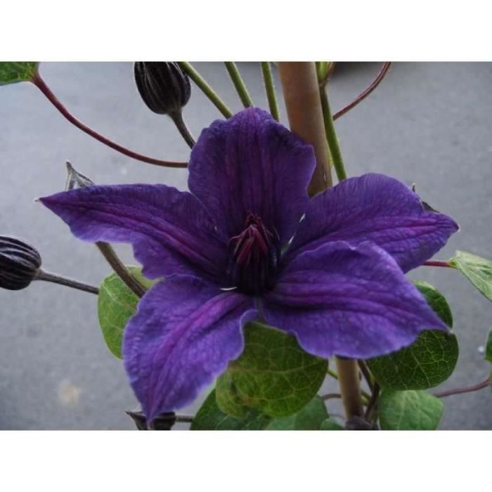 Clématite little bas c 3 litres - fleur violette - Cdiscount Jardin