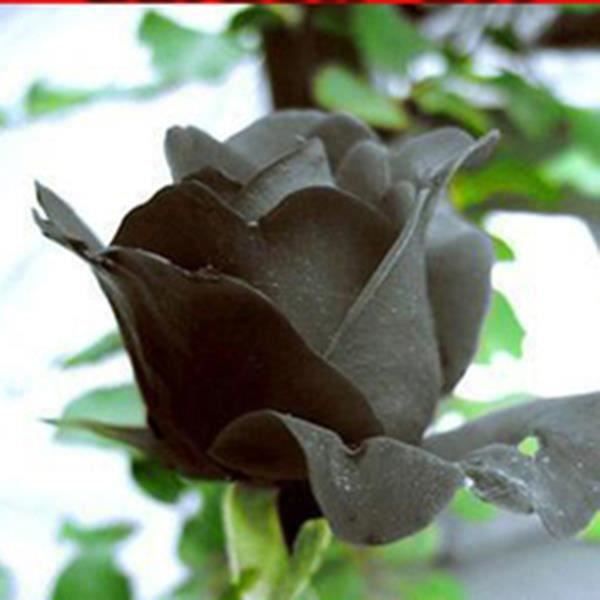 20Pcs Graine de Rose Noir Pour Jardin COSwk2695