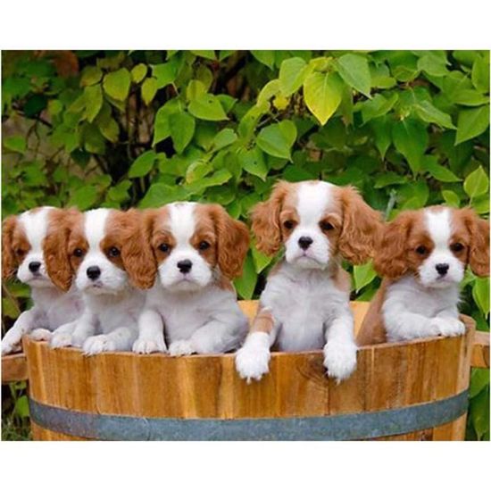 Kit De Peinture Diamant Pour Adultes - Bouledogue Français 5D à Faire Soi-même - Décoration Murale - 40 X 50 Cm - Sans Cadre