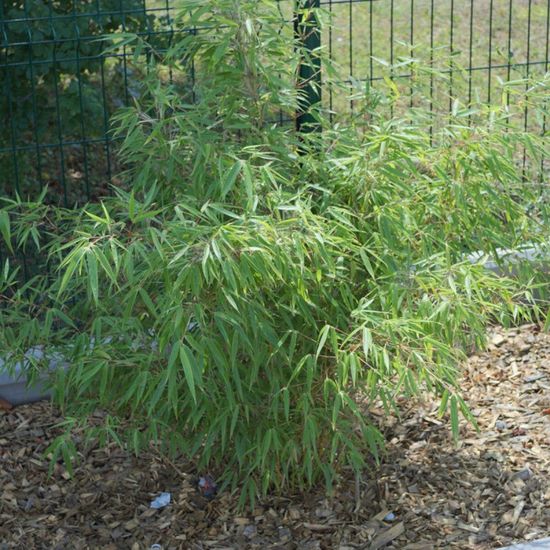 Bambou Non Traant Jardilandnull