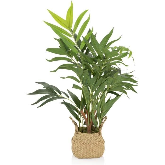 Lot 2 Palmiers D’Intérieur – Chamaedorea + Areca – 70-80 Cm – Pot 17 Cm – Purificateur D’Air Naturel