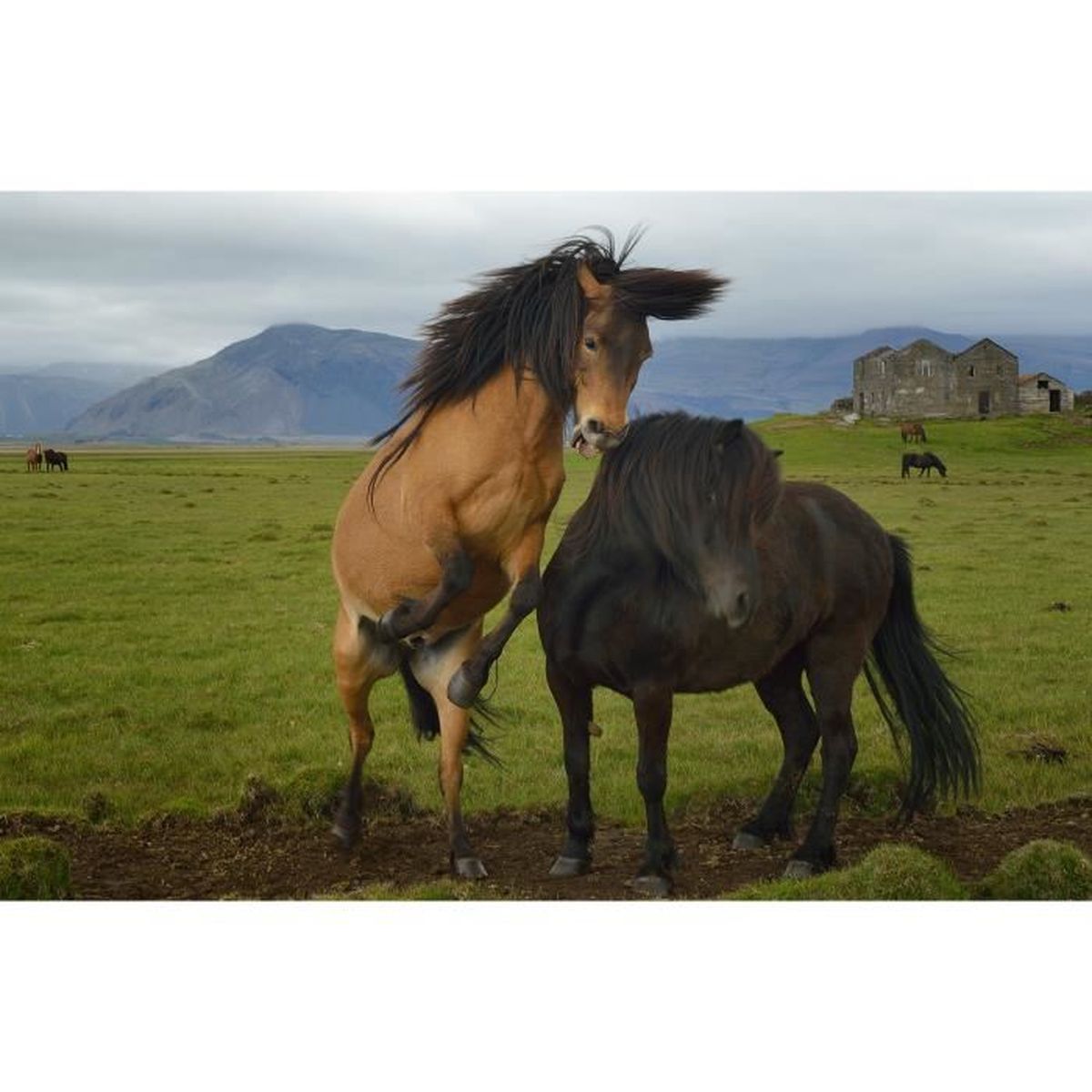Lot De 10 Gabarits Faits Main Pour Tête De Poney