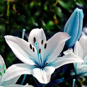 GRAINE - SEMENCE 50Pcs Bleu Rare Lys Ampoules Graines Plantation Lilium Fleur Maison Bonsaï Jardin Décor